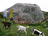 Tibet Kailash 02 Nyalam 06 Mani Stone And Cows